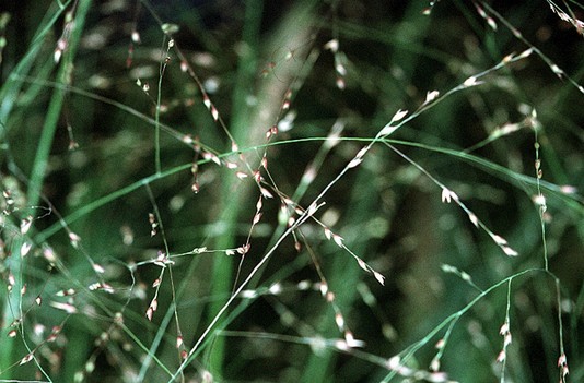 Switchgrass, photo courtesy of USDA Natural Resources Conservation Service.