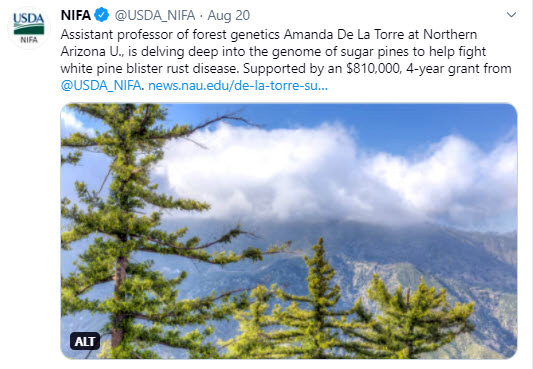 Amanda De La Torre at Northern Arizona University is fighting white pine blister rust disease.