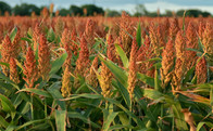 Sorghum field outside of San Antonio Texas. Photo courtesy of Getty Images.