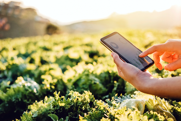 Automation Helps Solve Specialty Crop Challenges. Image of farmer holding tablet in field, courtesy of Getty Images.
