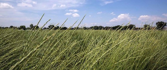 KernzaⓇ is the trademark name for the perennial grain. Image courtesy of University of Minnesota.