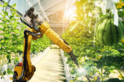Image of an automated robot working in a greenhouse, courtesy of Getty Images.