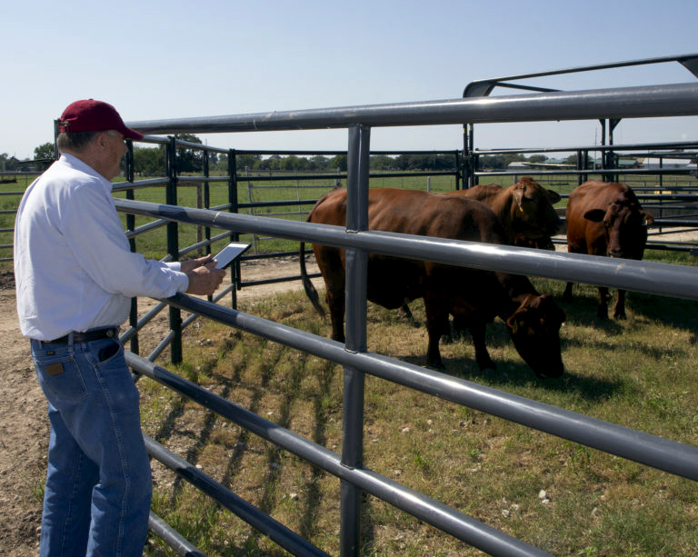 Tom Hairgrove, checks on cattle at the Texas A&M Beef Center. Photo courtesy of Texas A&M AgriLife by Maggie Berger.