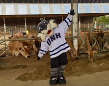 Wild E. Cat loves the Jersey cows at the UNH Organic Dairy Research Farm.
