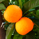oranges, photo courtesy of Getty Images