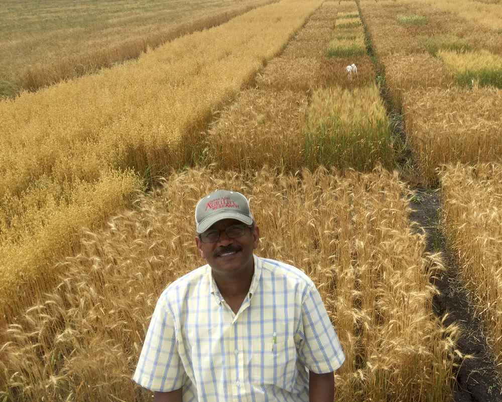 Amir Ibrahim, Ph.D., stands in front of the hybridized wheat plots. Photo courtesy of Texas A&M AgriLife by Anil Adhikari.
