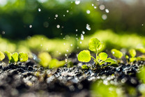 Plant sprouts in a field. Photo courtesy of Getty Images.