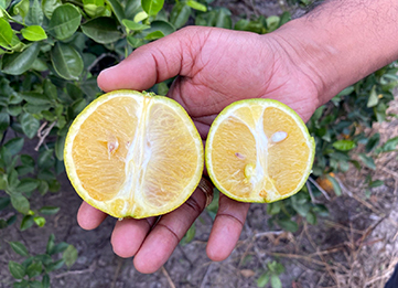 HLB infected oranges, photo courtesy of Texas A&M AgriLife.