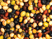 An array of soybeans from the U.S. National Soybean Collection in Urbana, Illinois. Image courtesy of Eliot Herman.