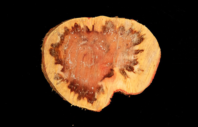 A cross-section of a declining ironwood tree. Image courtesy of University of Guam