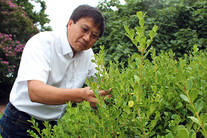Chuanxue Hong will conduct research on how to prevent disease in boxwoods, courtesy of Virginia Tech.