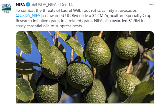 NIFA tweet - To combat root rot in avocados, NIFA awarded UC Riverside a $4.4M Agriculture Specialty Crop Research Initiative grant.