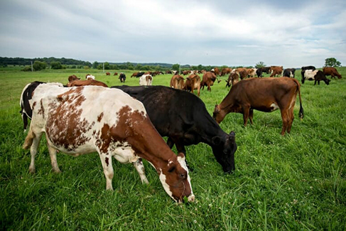 Dairy cows in grasslands. Photo courtesy of Finn Ryan.  