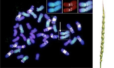 At left, a chromosome segment. Image courtesy of Haley Ahlers