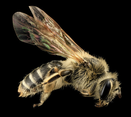 Bee image courtesy of the USGS Bee inventory and monitoring lab.