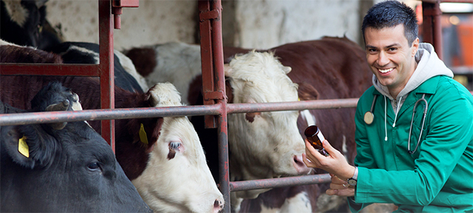 Funding Opportunity for the VSGP program. Image of man caring for cows in stalls; courtesy of Getty Images. 