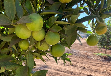 New hybrid citrus fruit bred for disease resistance and flavor. Image courtesy of UCR’s Chandrika Ramadugu.