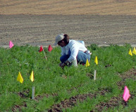 Lindsey du Toit transplanting carrots in a seed crop experimental plot.
