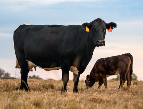 Angus cattle photo, courtesy of Getty Images.