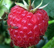 Invasive spotted wing drosophila (Drosophila suzukii) on a raspberry. Photo courtesy of Hannah Burrack.