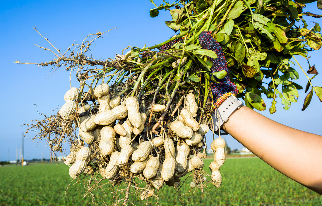 Farmer harvesting peanuts. Photo courtesy of Getty Images.