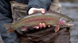 A fly-fisher shows off a densely spotted rainbow trout. Photo courtesy of Getty Images.