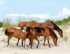 Wild ponies Chincoteague Ponies in Maryland, photo courtesy of Getty Images.