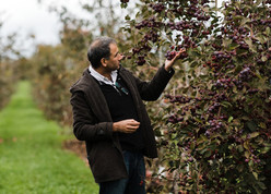 Awais Khan, associate professor of plant pathology and plant-microbe biology, examines apples in an orchard.