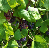 Grape image courtesy of the University of New Hampshire.