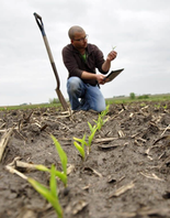 Scouting crop fields on a regular basis can help to determine emerging crop problems. Image courtesy of Brandon Kleinke.