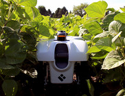 Small-scale robots that can fertilize, weed, and cull single plants in a field. Photo courtesy of Iowa State University.