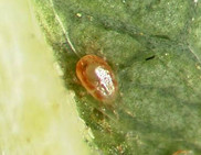  Two-spotted spider mite. Image courtesy of University of Florida. 