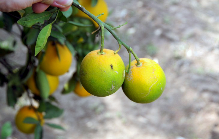 Citrus greening. Image courtesy of USDA’s Animal and Plant Health Inspection Service’s David Bartels.