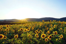 Sunflowers in rural America, courtesy of Getty Images.