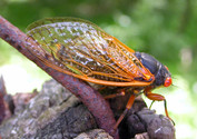 Periodical cicada image courtesy of Getty Images.
