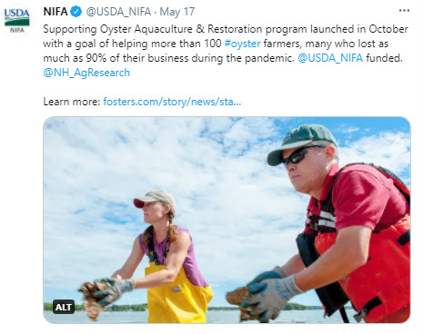 NIFA tweet - Supporting NH Ag Research for Oyster Aquaculture and Restoration program.