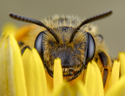 Honey bee image, courtesy of Getty Images.