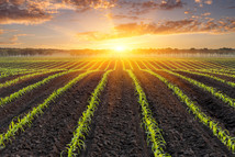 Sunrise over a field of young corn image, courtesy of Getty Images. 