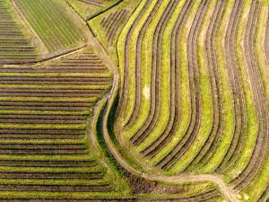 Aerial view of green field; image courtesy of Gabriele Tirelli.