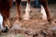 Bone formation in young horses is of concern when bisphosphonates are used. Image courtesy of Texas A&M AgriLife by Laura McKenzie.