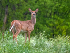 A whitetail deer stops and peers curiously toward the camera. Courtesy of Getty Images.