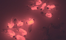 Florescent red proteins glow in D. suzukii fruit flies. Photo by Akihiko Yamamoto and Amarish Yadav, NC State University.