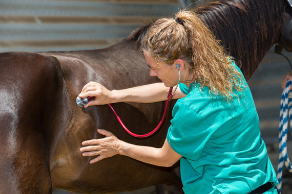 Veterinarian examines a horse. Photo courtesy Getty Images.