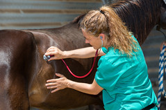 Veterinarian examining a horse, courtesy Getty Images.