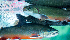 Underwater image of rainbow trout, courtesy of Adobe Stock.