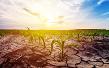 Drought in corn field, courtesy of Adobe Stock.