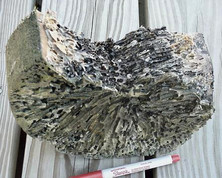 Section of a piling attacked by shipworms in Belfast, Maine, courtesy of the University of Massachusetts.