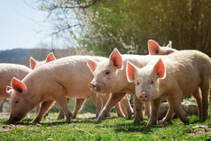 Pigs grazing on green grass, courtesy of Adobe Stock.