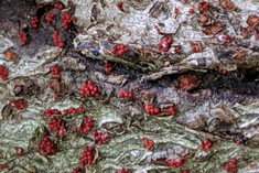 Beech bark disease, courtesy of the University of New Hampshire.