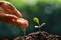 Farmer's hand watering a young plant, courtesy of Adobe Stock.